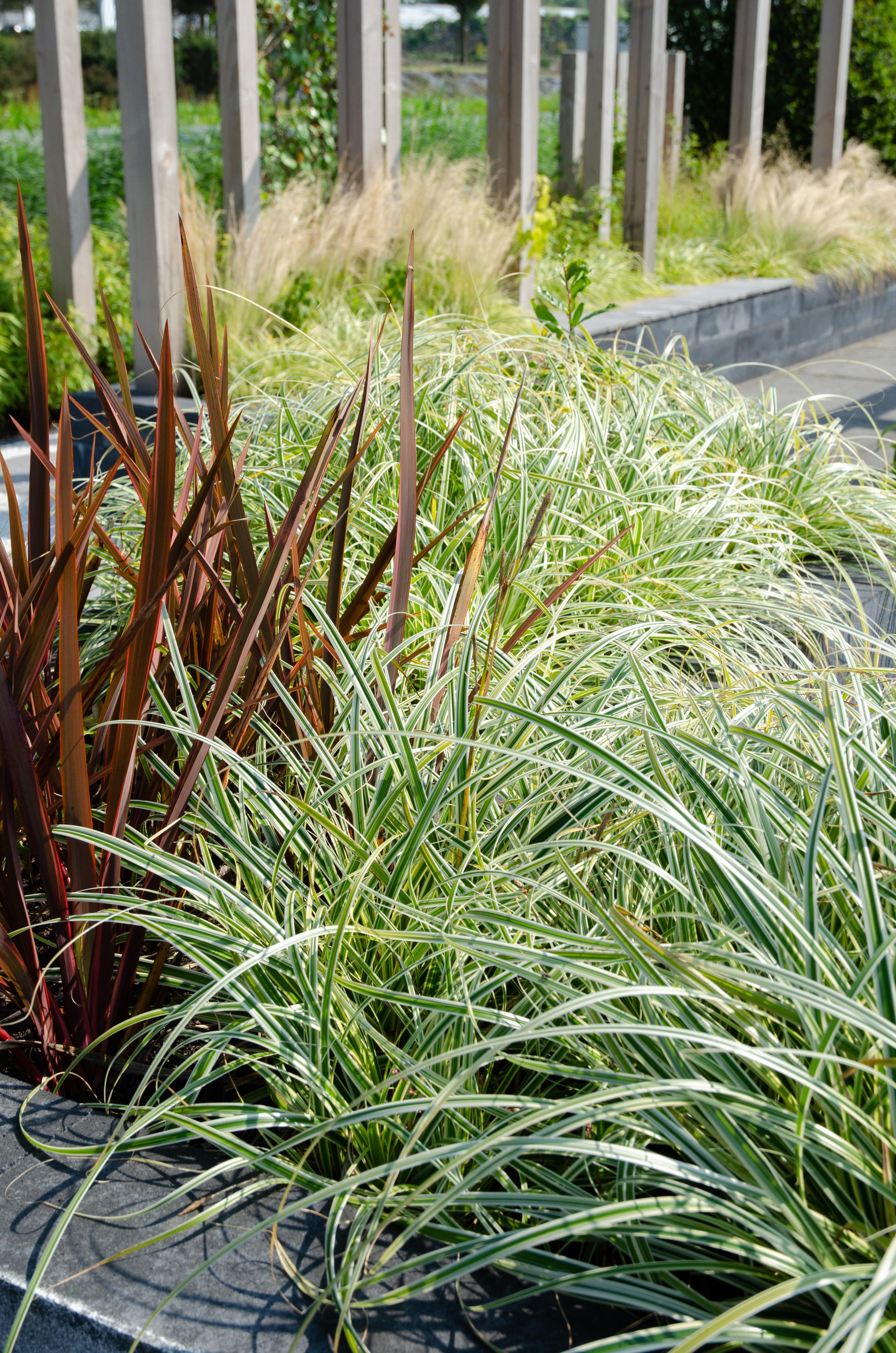 Carex hachijoensis 'evergold'