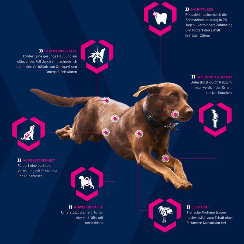Eukanuba Adult Breed Specific Teckel