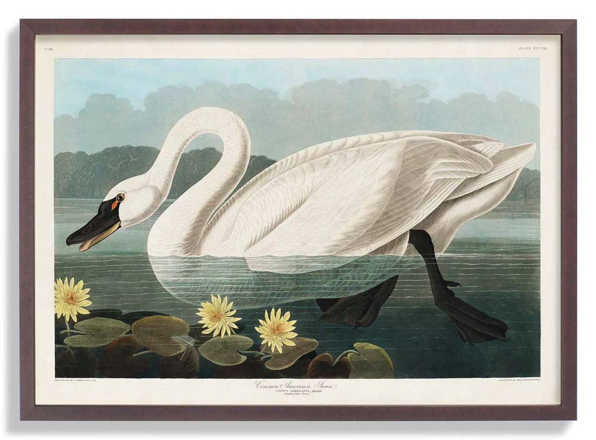 Gewöhnlicher amerikanischer Schwan Kunstdruck