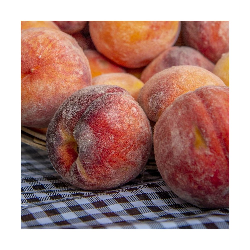 Pêcher persica j h hale/prunus persica j h hale[-]pot de 10l - gobelet 2 ans