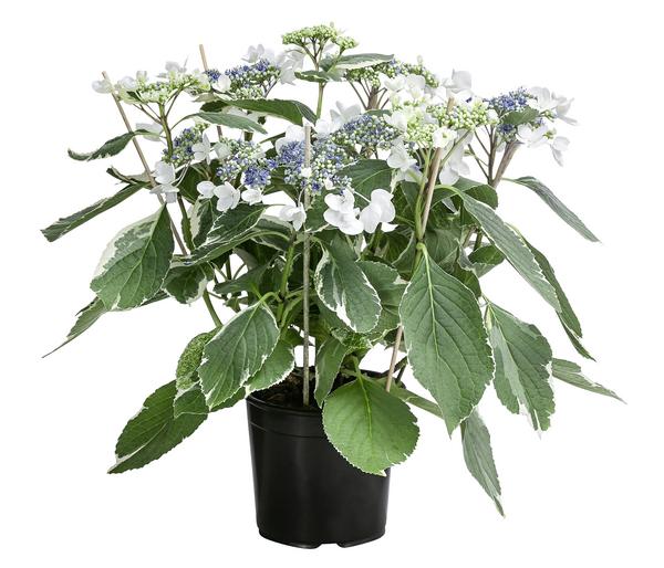 Teller-Hortensie - Hydrangea macrophylla