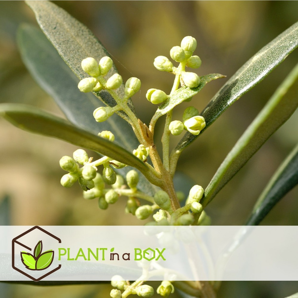 Olea europaea - oliviers - pot 9cm - hauteur 25-40cm