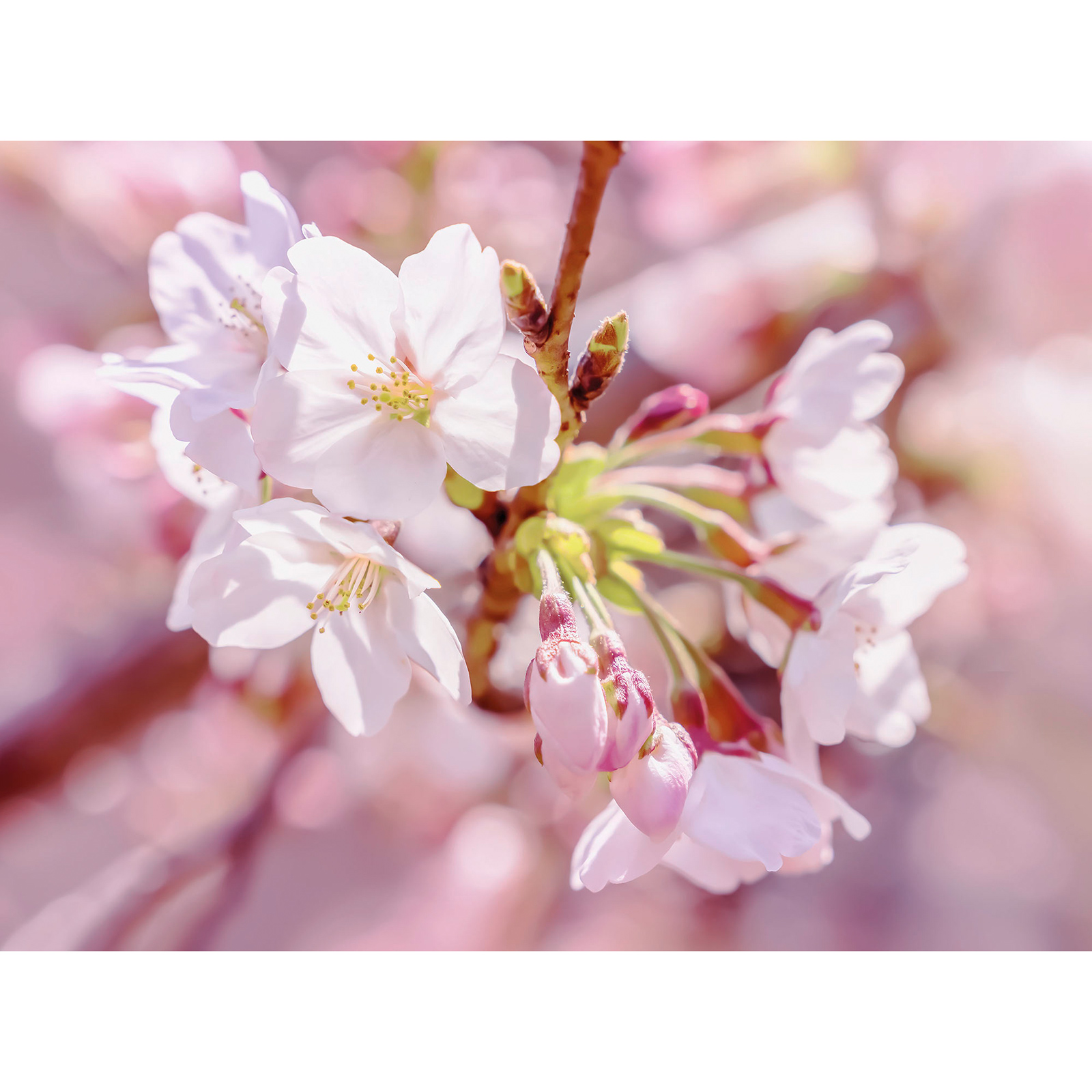 Vlies-Fototapete PINK BLOSSOM - 248x184 cm