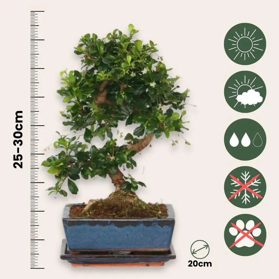 Bonsai - Carmona microphylla - Hoogte 25-30cm - ⌀20cm