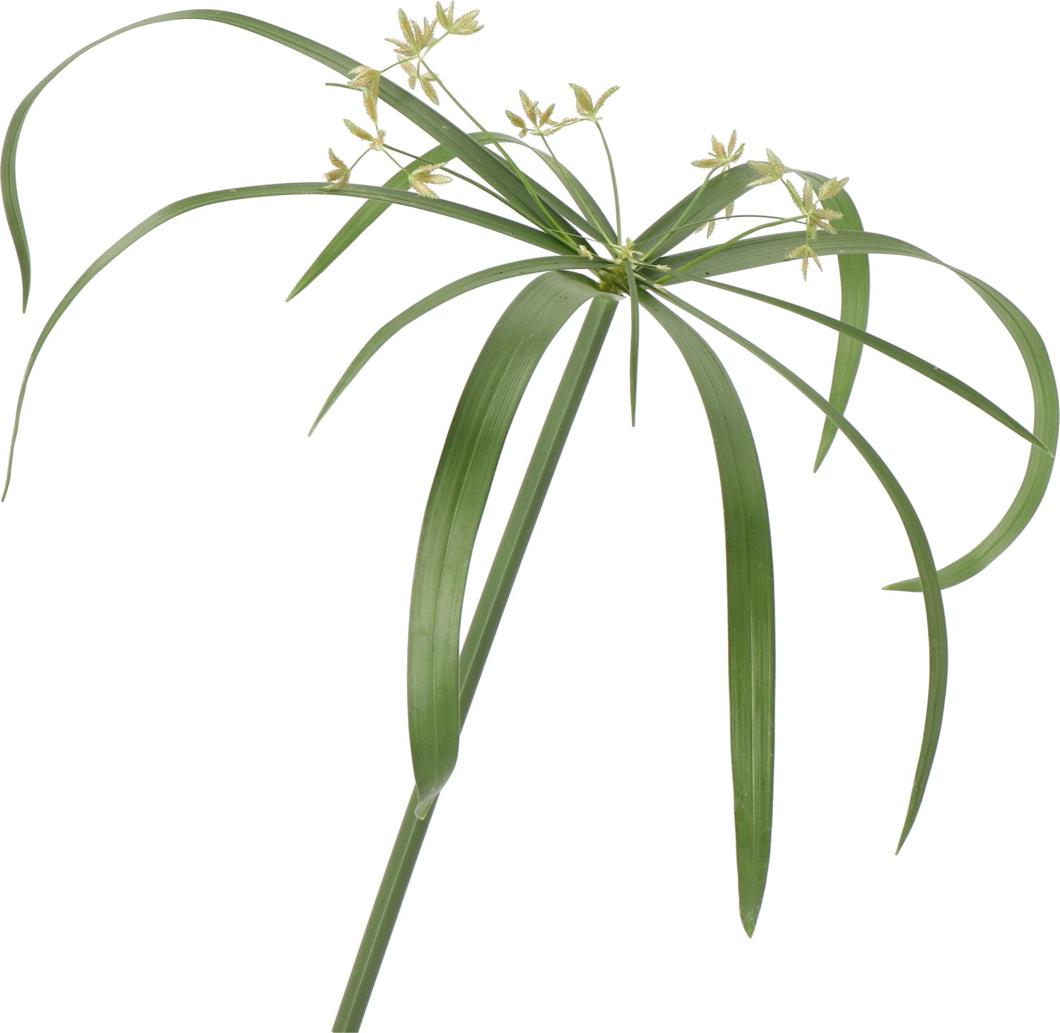 Parapluplant (Cyperus glaber) D 23 H 140 cm