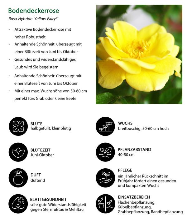 Bodendeckerrose 'Yellow Fairy®'