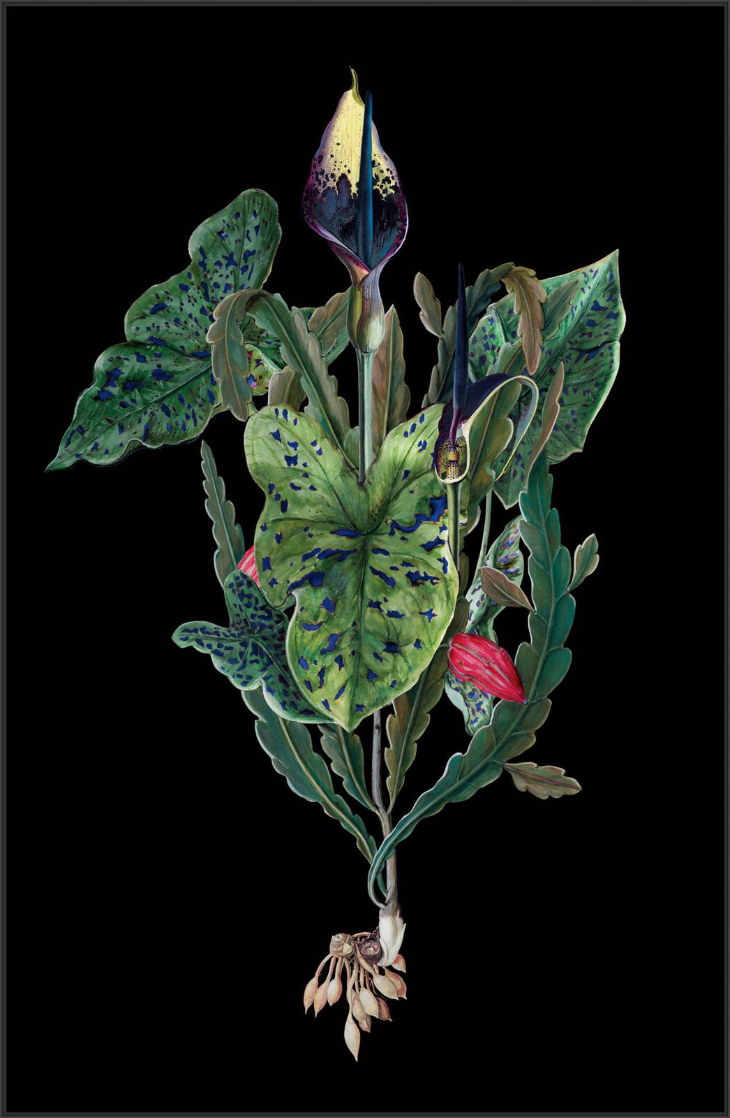 Aracbachia by Rive Roshan - Limited Edition. Edition of: 150. Signed.