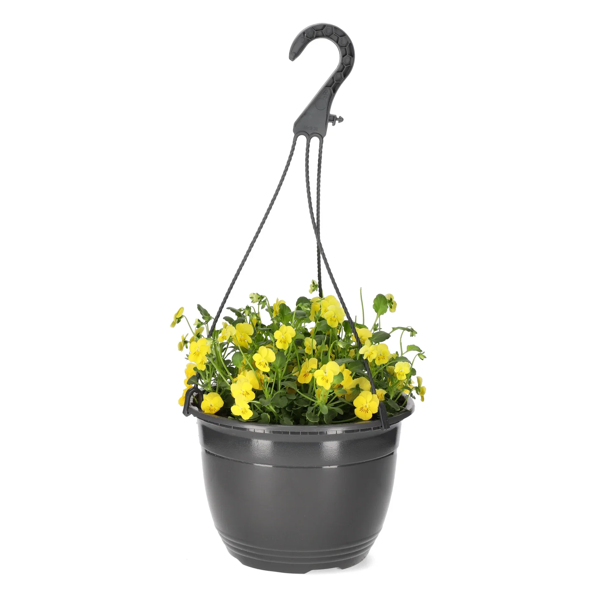 Viola x wittrockiana Stemor i ampel Ø22 cm
