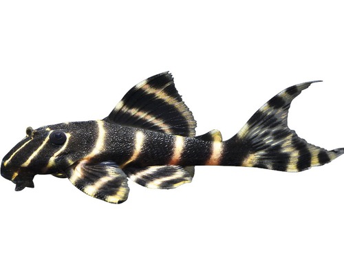 Ringelsocken armored catfish L204 - Panaqolus albivermis
