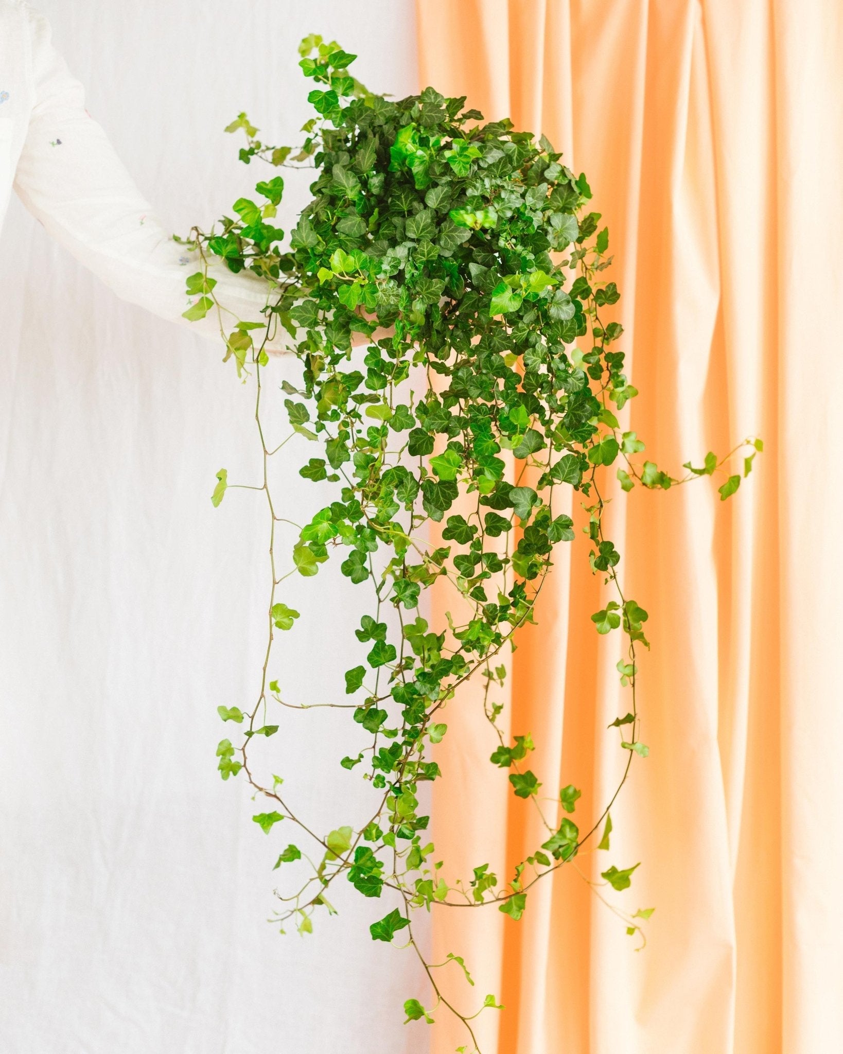 Plante d'intérieur - hedera lierre tombant 70.0cm