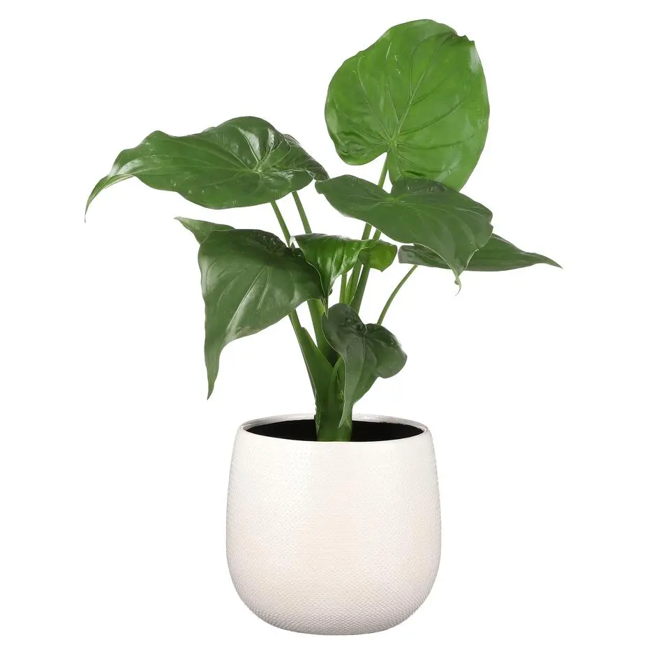 Mica Decorations Bloempot - wit met relief - keramiek - 20 x 25 cm