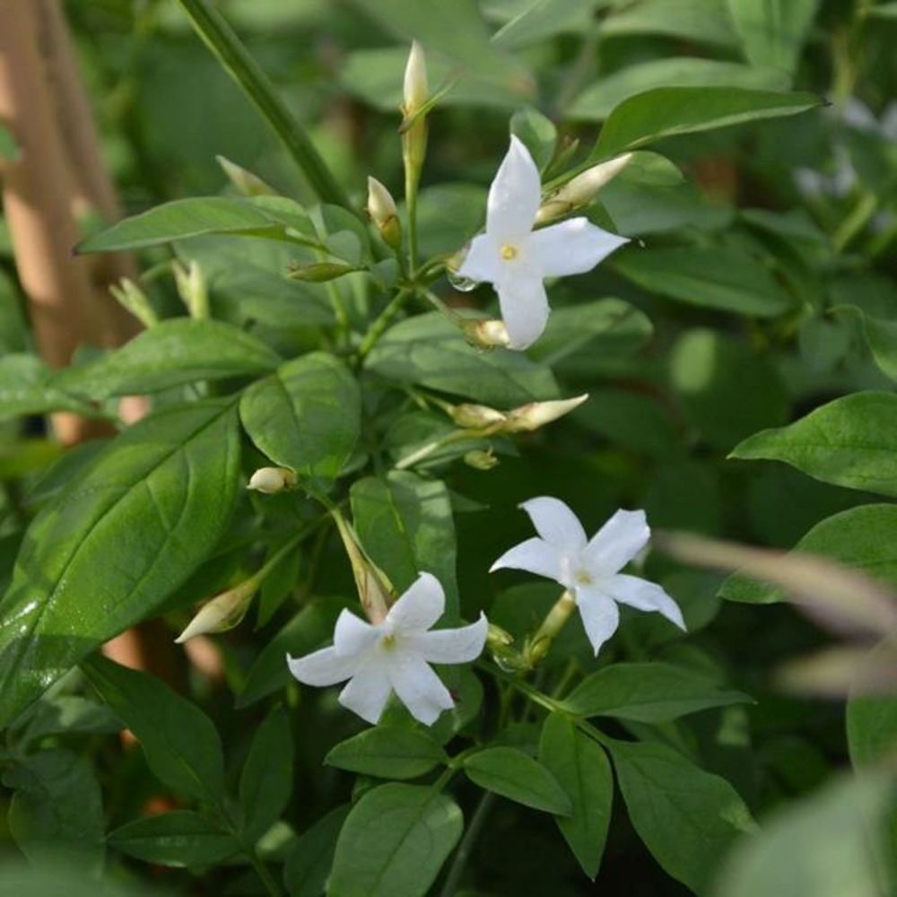 Jasmin blanc officinal jasminum officinalis 3l