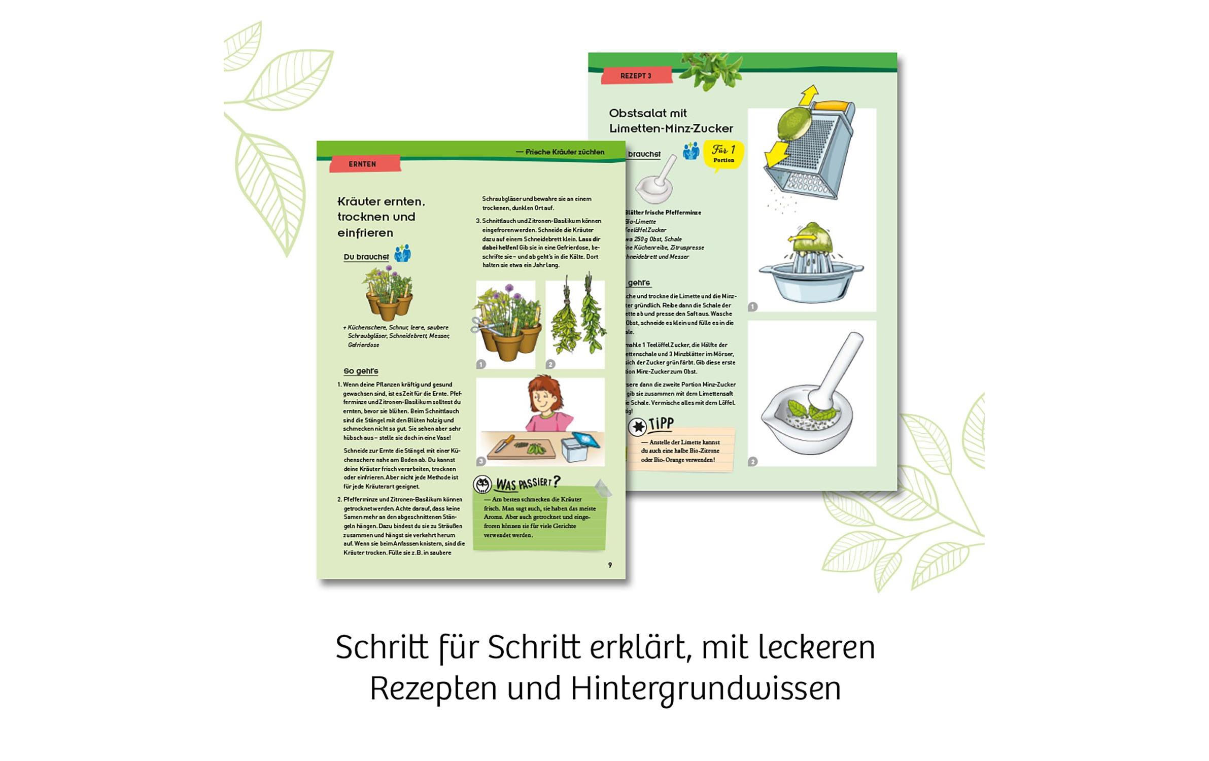 KräutergartenGewächshaus für die Fensterbank