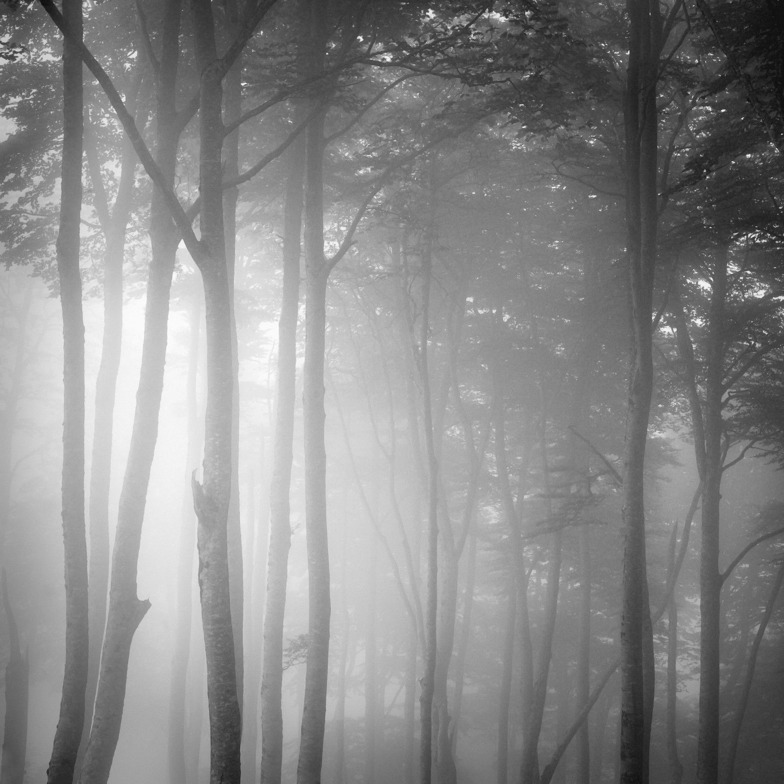 Beech Tree Forest, Pyrenees, Study 1 by Jonathan Chritchley - Limited Edition. Edition of: 100. Signed.