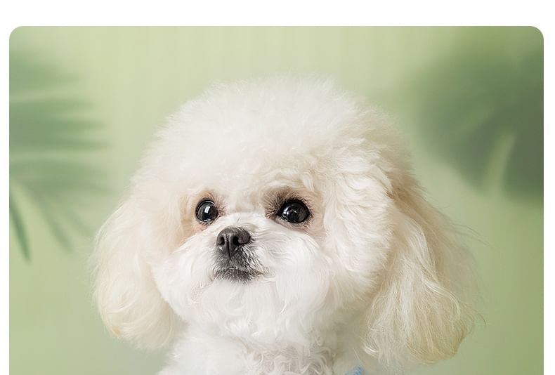 Cissilli - Bloemen Pet Top