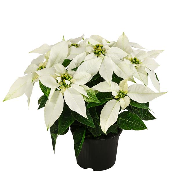 Weihnachtsstern - Euphorbia pulcherrima