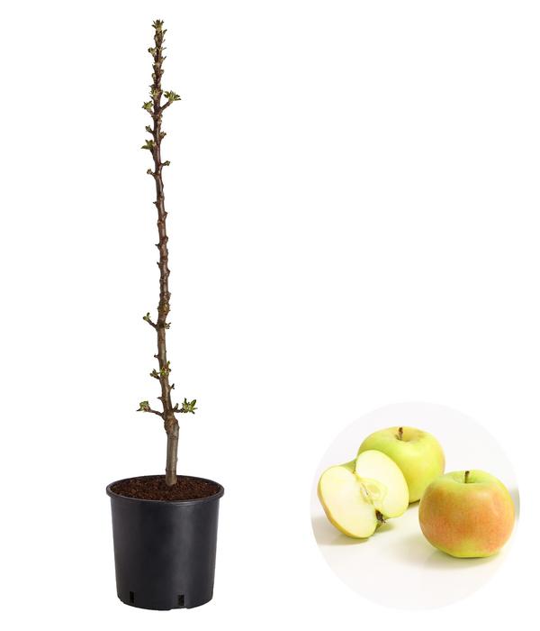Säulenapfel 'Rhapsodie'