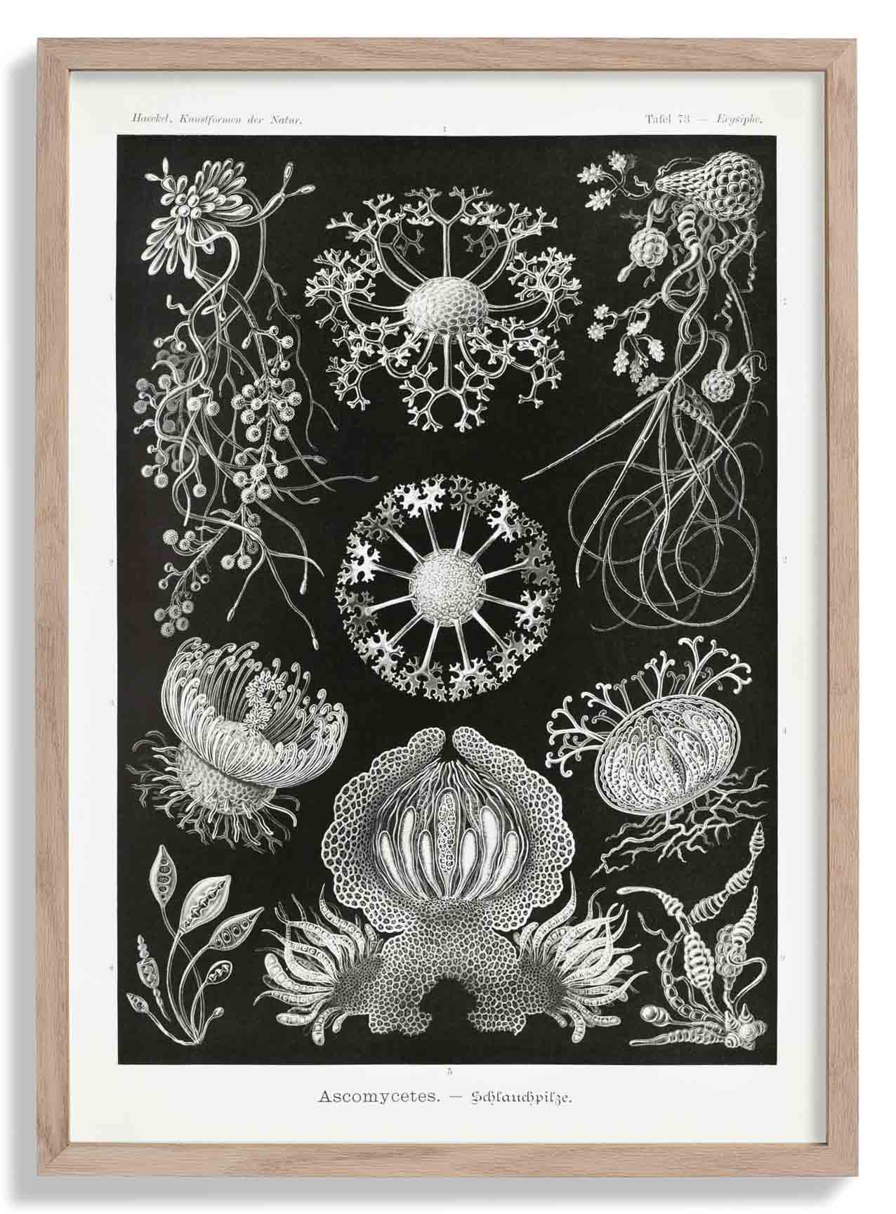 Ascomyceten von Ernst Haeckel