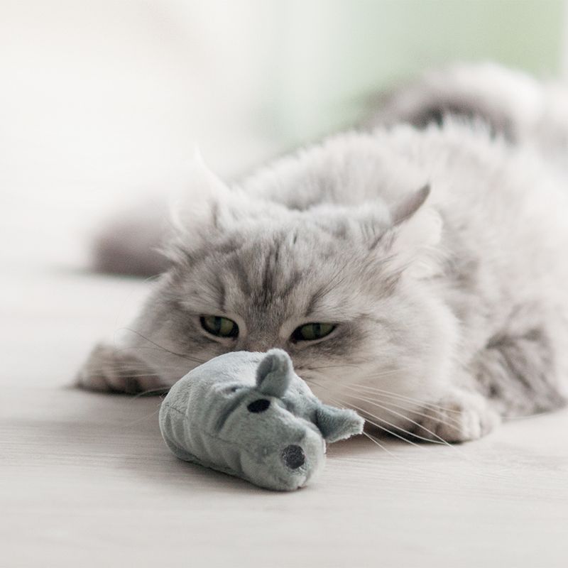 Souris Baldi
