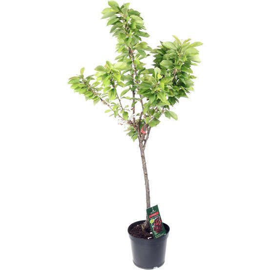 Cerisier Bigarreau Burlat : gobelet 3 ans d'âge ctr 12 litres