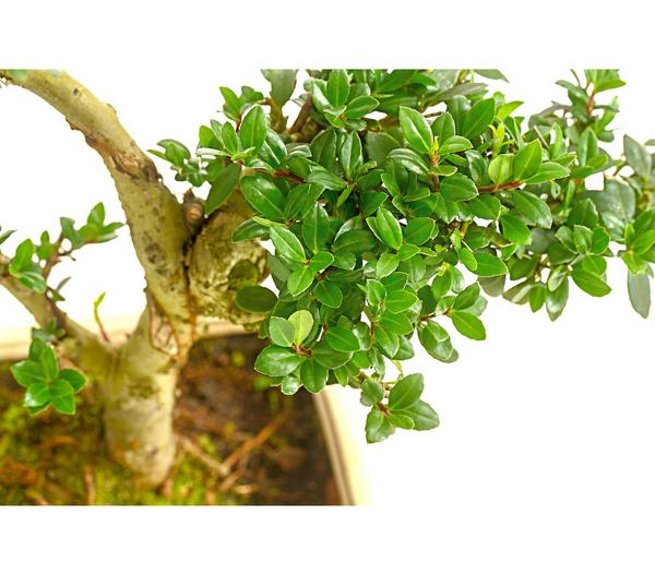 Outdoor-Bonsai Japanische Stechpalme - Ilex