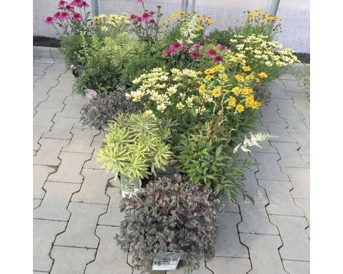 Vaste planten in diverse soorten FloraSelf H 15-30 cm Co 2 L