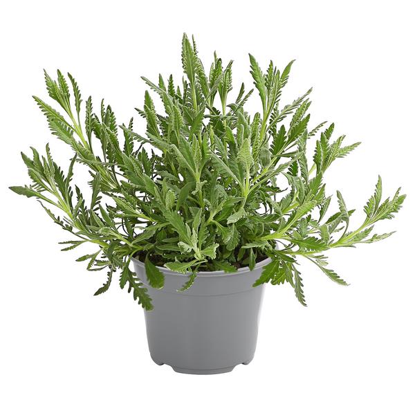 Dehner Gourmet Garten Zahnlavendel