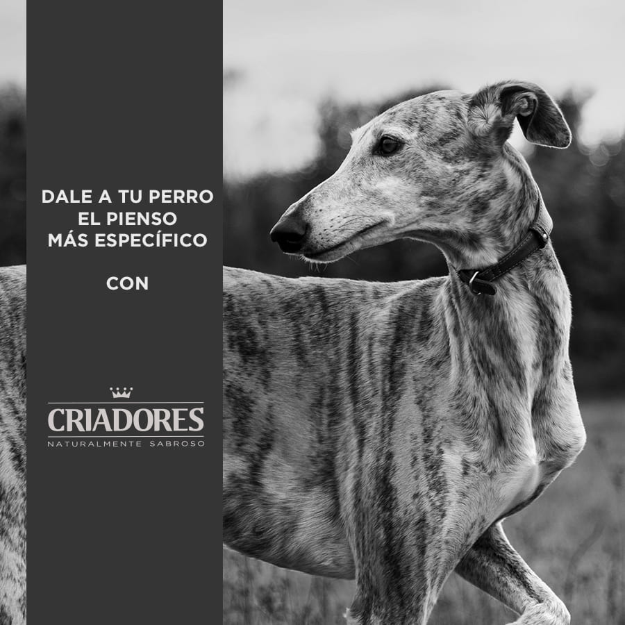Ração para cães adultos de porte médio, sabor frango e arroz, da marca Breeders.