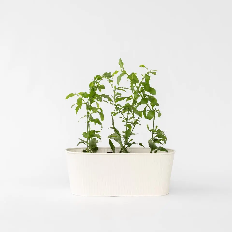 Mannentrouw - Set van 6 - Plumbago auriculata - Hoogte 25-40cm - ⌀9cm