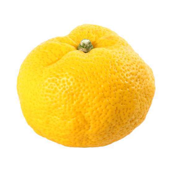 Yuzu AB: pot 3L, greffe