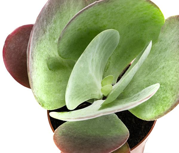 Wüstenkohl - Kalanchoe thyrsiflora 'Red Lips'