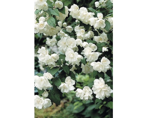 Tuinjasmijn, geurende jasmijn, pijpenstruik FloraSelf Philadelphus 'Minnesota Snowflake' H 60-80 cm Co 4 L