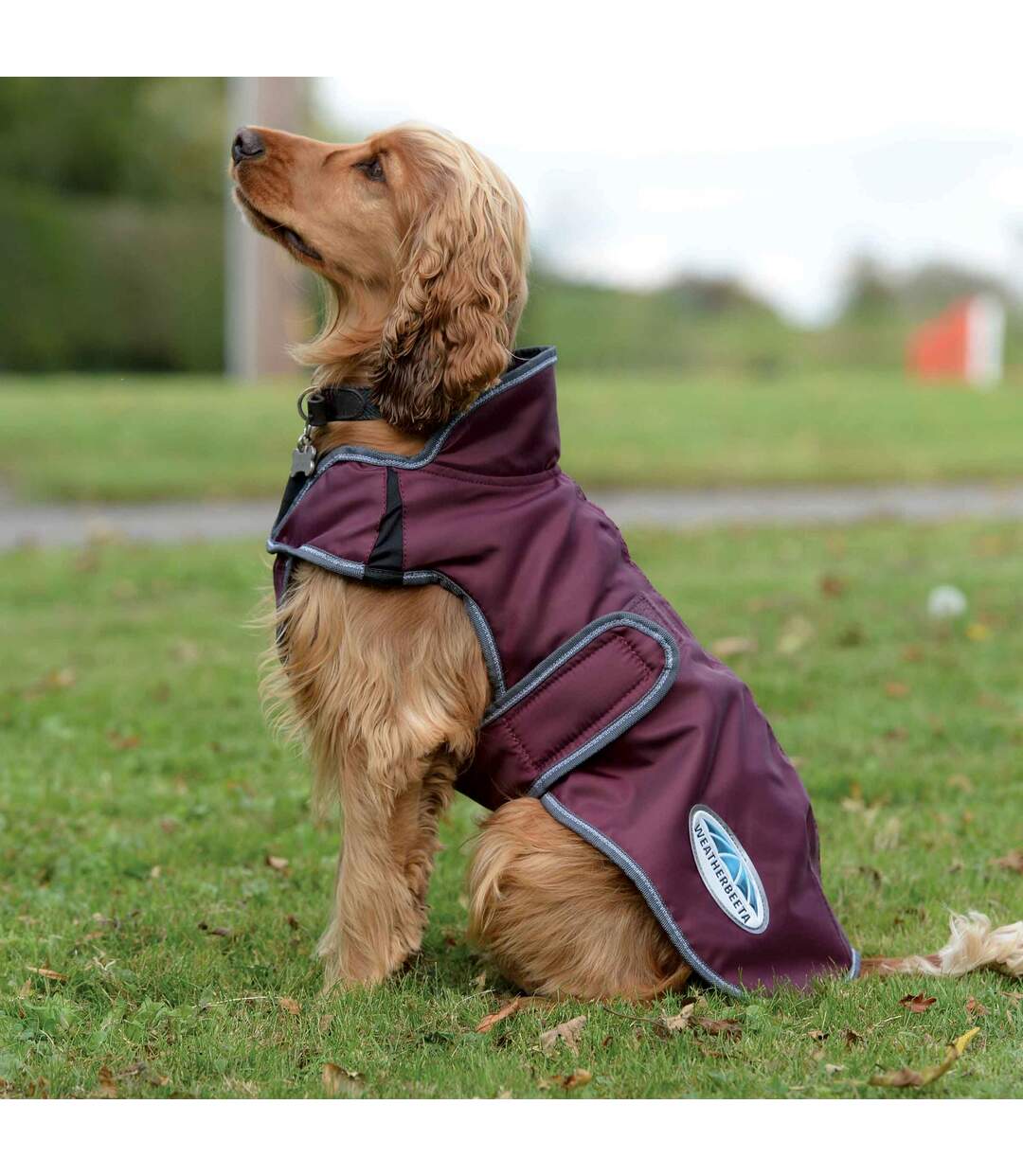 Weatherbeeta - Manteau pour chiens COMFITEC WINDBREAKER FREE DELUXE (Bordeaux / Gris / Blanc) (25 cm) - UTWB1651