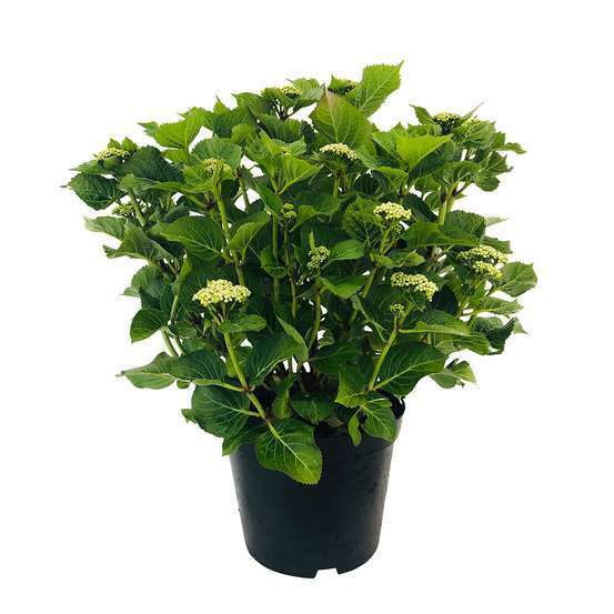 Hydrangea Selection : C5L