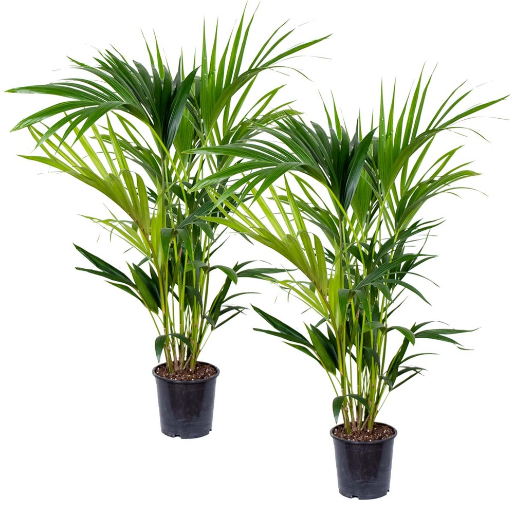 2x howea forsteriana - palmier kentia - purificateur d'air – ⌀19 cm - ↕90-100 cm