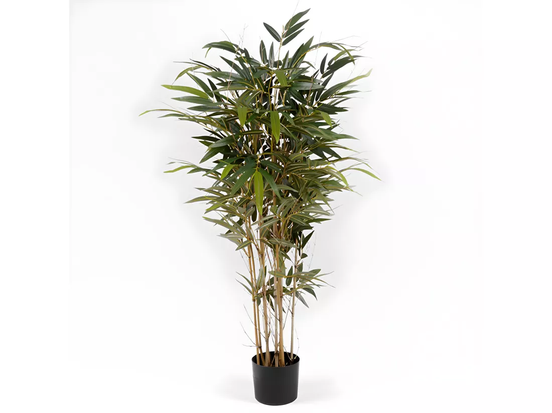 Bambou 150 cm