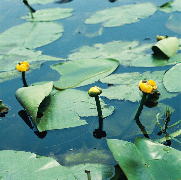 Gele Plomp (Nuphar lutea) D 11 H 30 cm