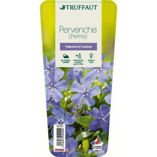 Pervenche petite : godet vert