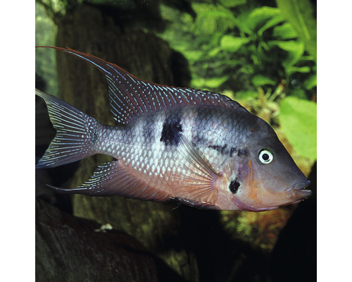Korrelvoer JBL PRONOVO CICHLID GRANO M 1000 m