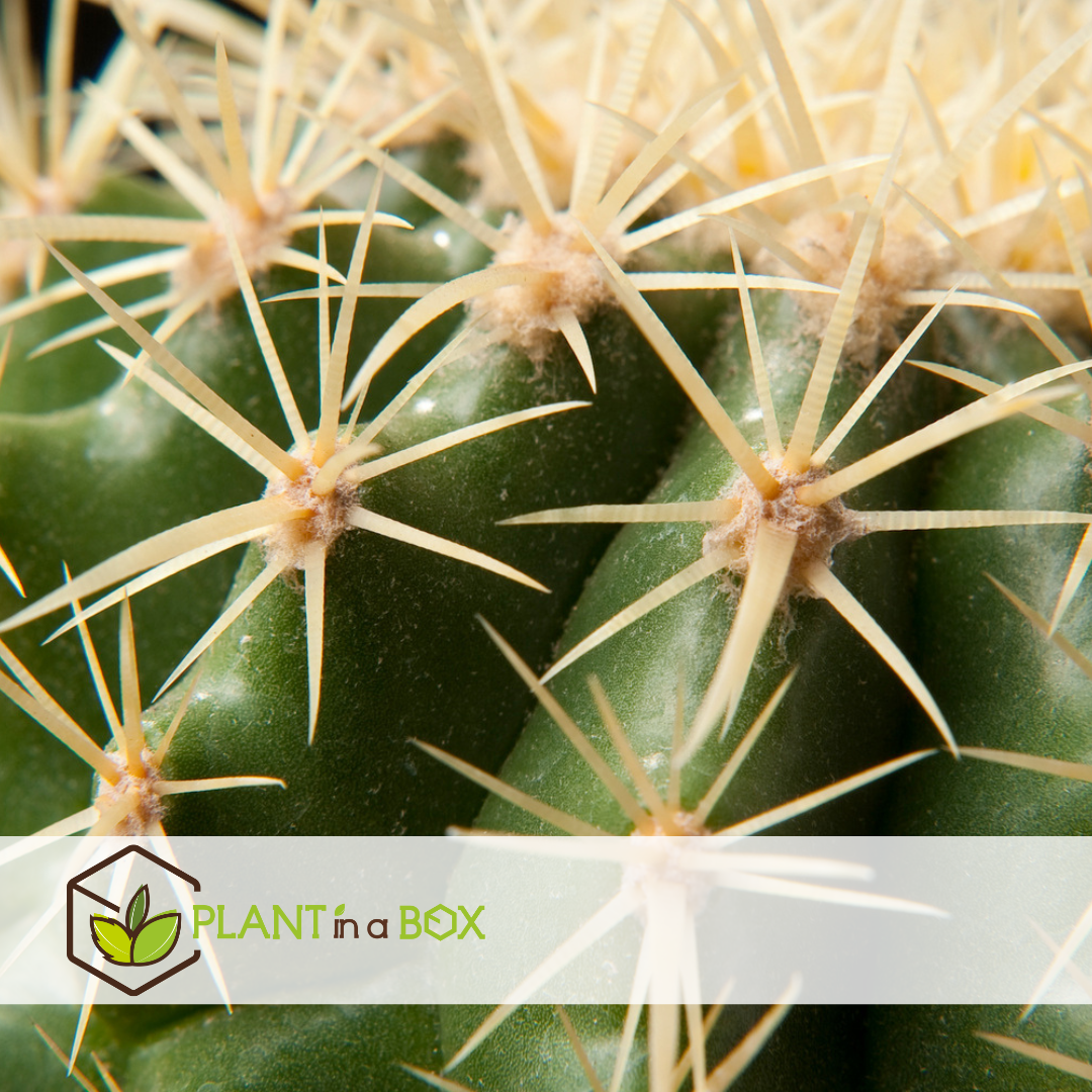 Mélange de mini cactus - mélange de 6 pièces - pot 5.5cm - hauteur 5-10cm