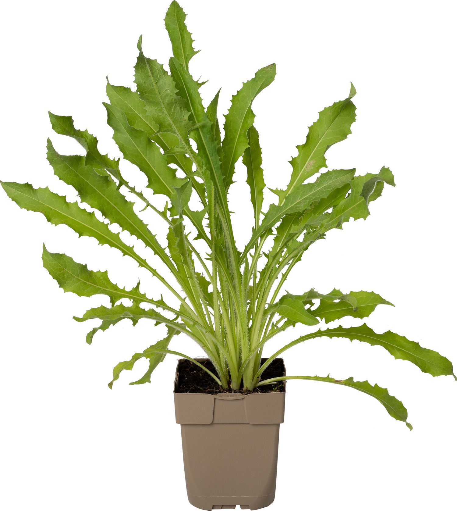 Wilde cichorei (Cichorium intybus) D 11 H 15 cm