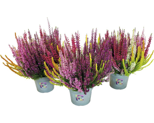 Knopheide FloraSelf Calluna vulgaris Beauty Ladies Mosaica Ø 14 cm pot diverse kleuren