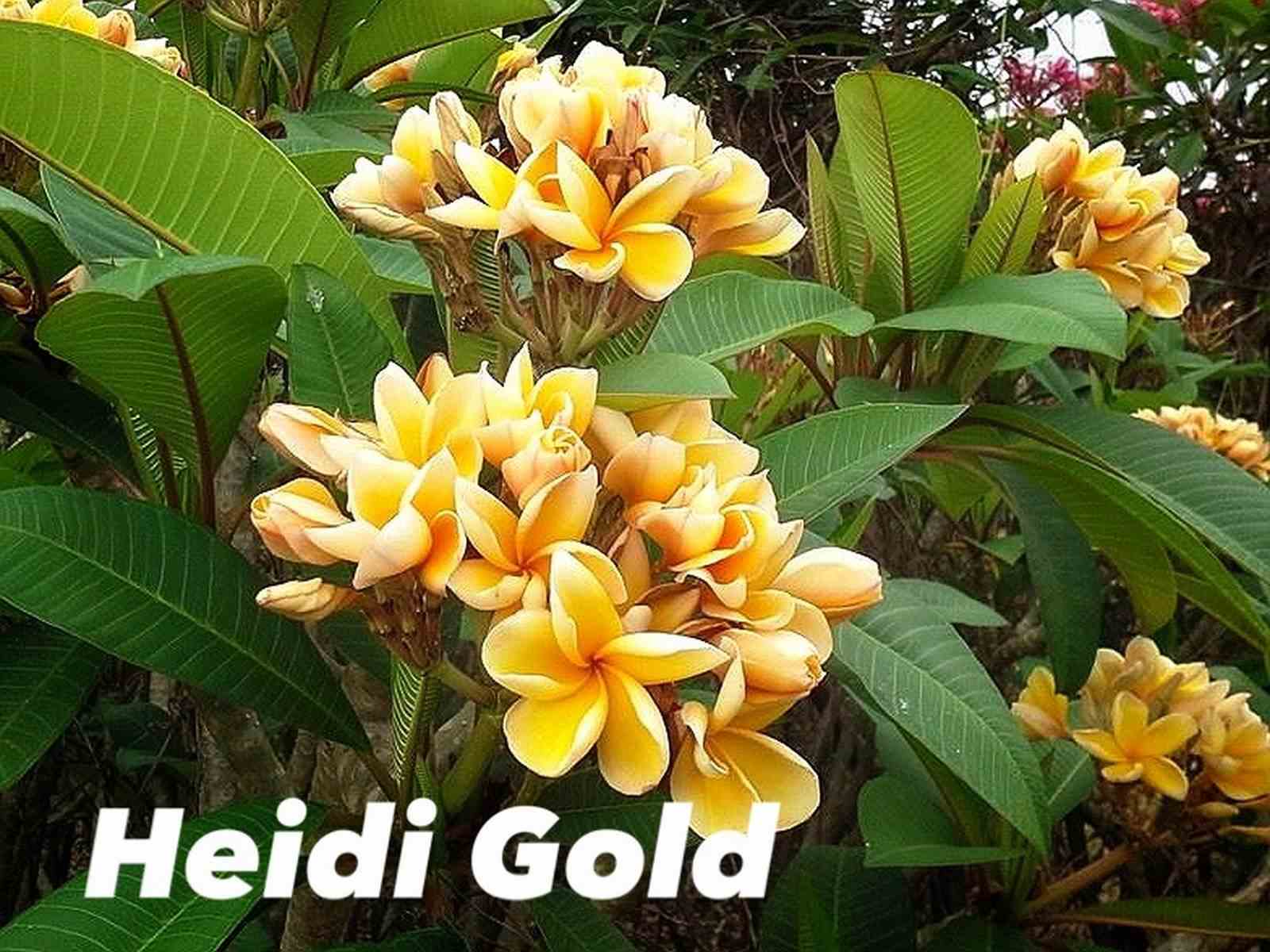 Plumeria rubra 