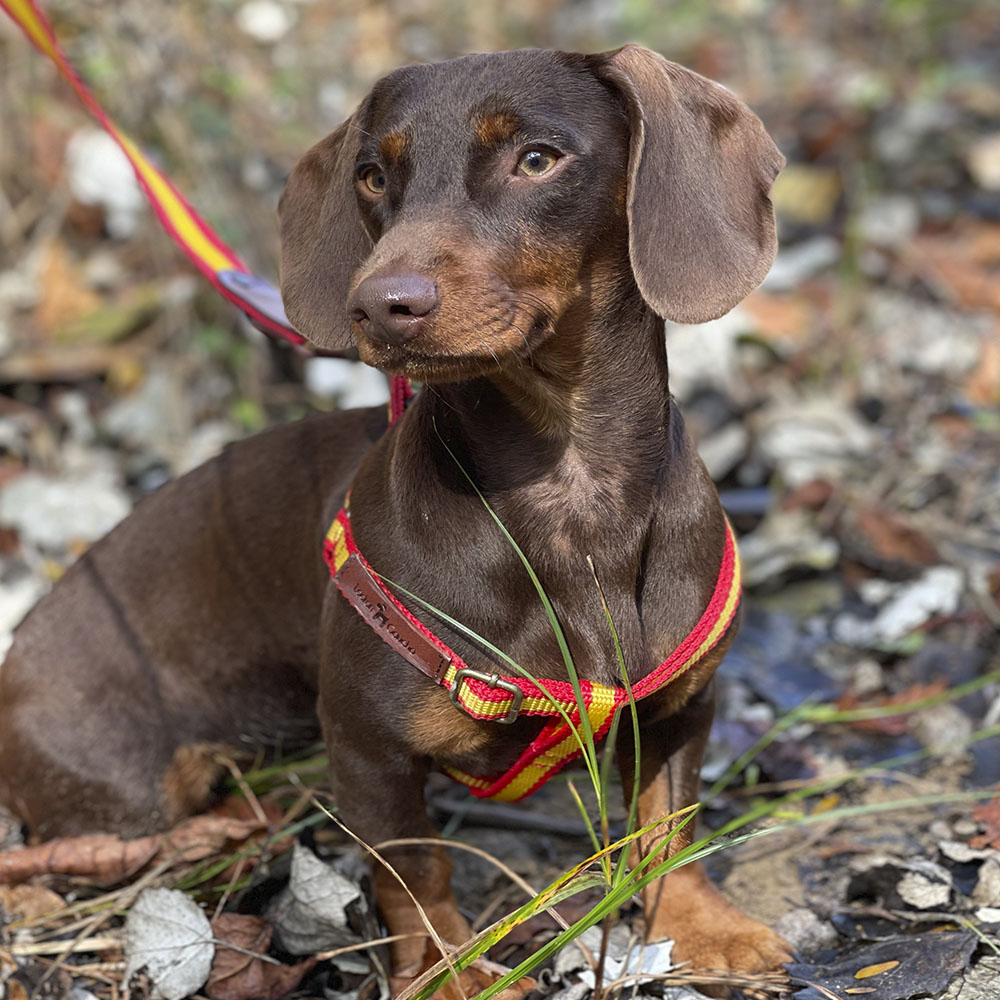 Coleira Barking Gaucho, feita à mão na Espanha, para cães.