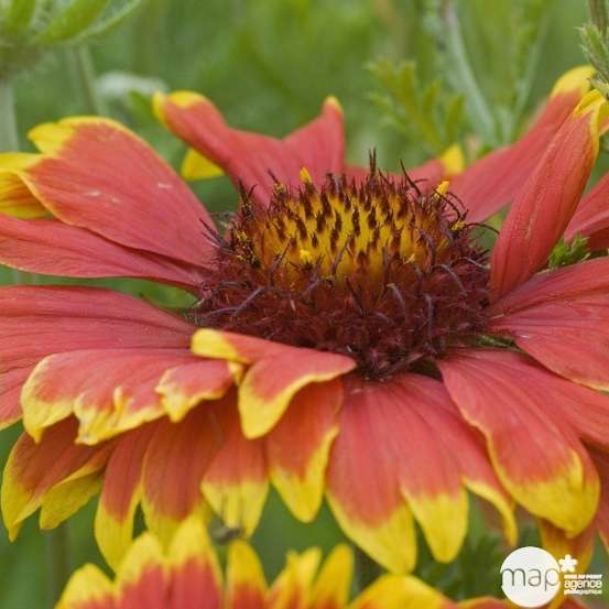 Gaillarde Kobold : godet vert