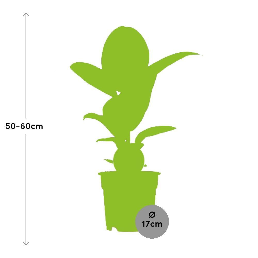 Plante d'intérieur - ficus elastica robusta 55.0cm