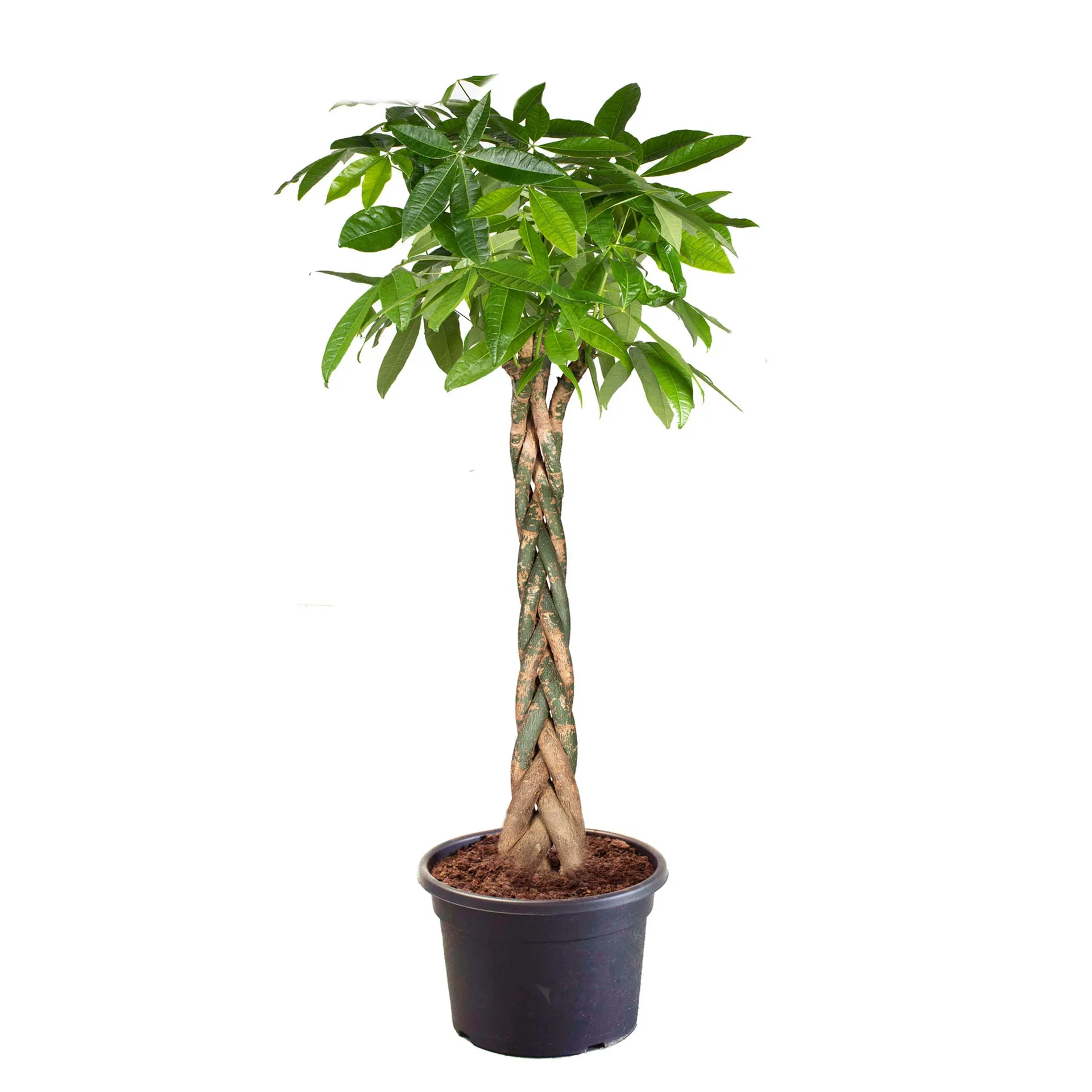 Pachira aquatica Lykkekastanje Høyde 220 cm