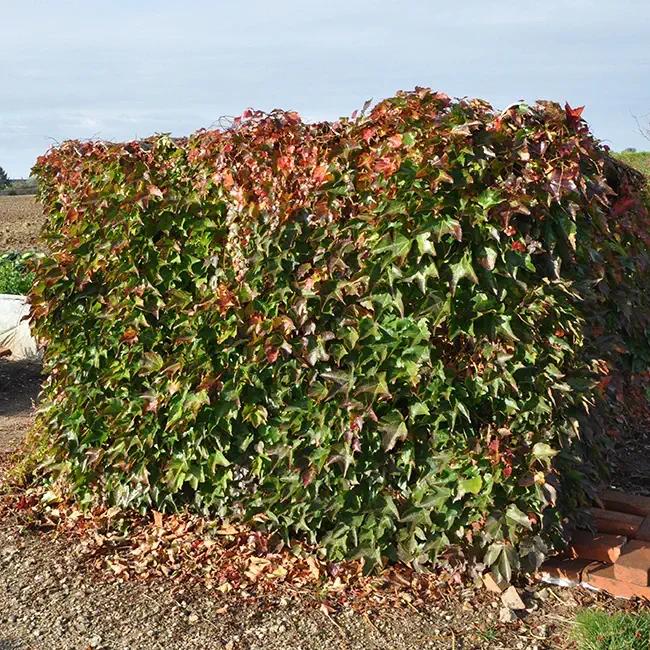 Vigne vierge à petites feuilles 'minutifolia' - parthenocissus tricuspidata 3l