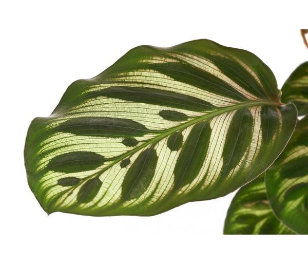 Korbmarante - Calathea makoyana