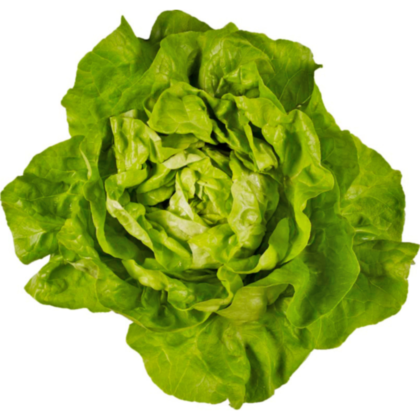 Prix Garantie Kopfsalat grün 1 Stück -